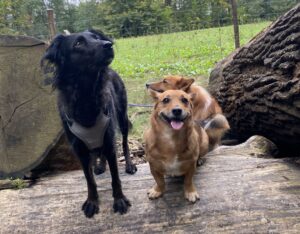 Hunde von Sina Mittnacht