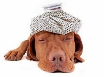 Kranker Hund was nun?