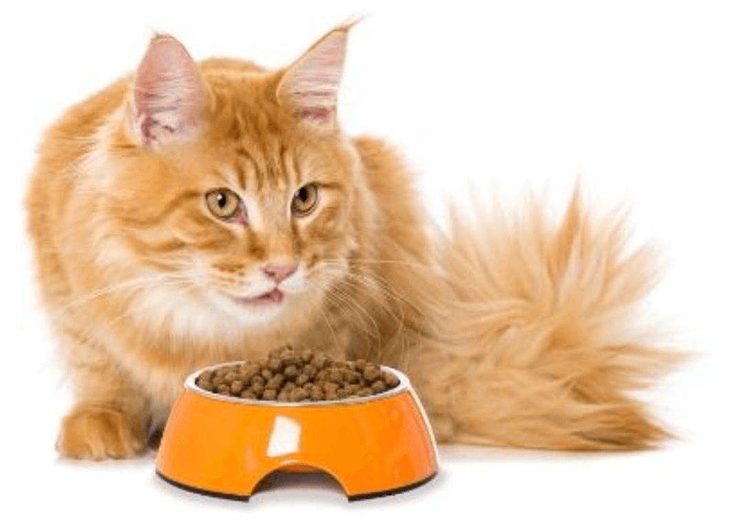 Katzenfutter und die Bestandteile