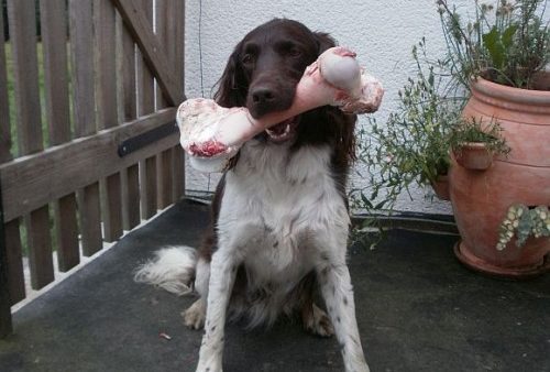 Hundeernährung richtig und gesund