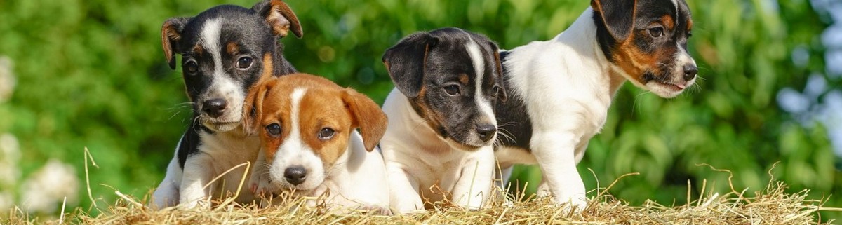 Hundeernährung richtig und gesund