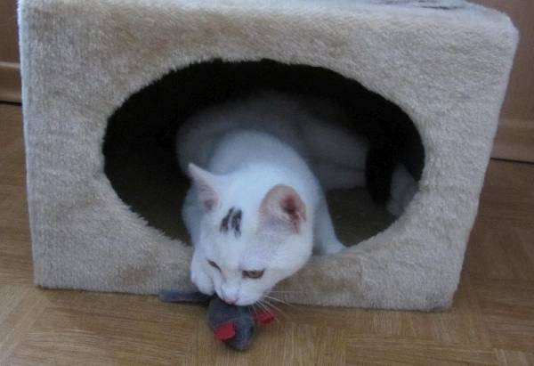 Katze mit Spielmaus