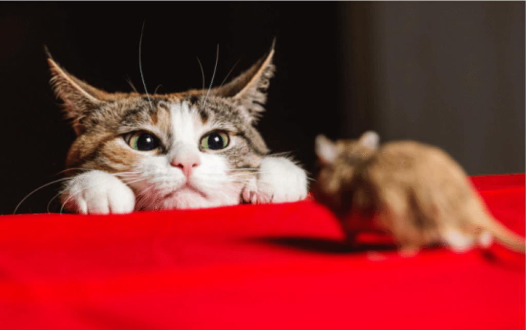 Katzenfutter