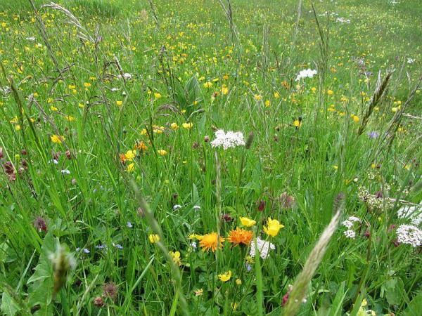 Pferdefütterung im Frühling