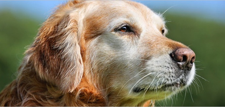 Hunde Senioren richtig ernähren