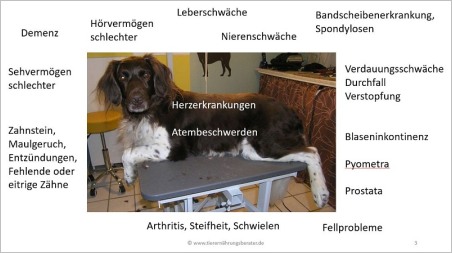Hunde Senioren richtig ernähren