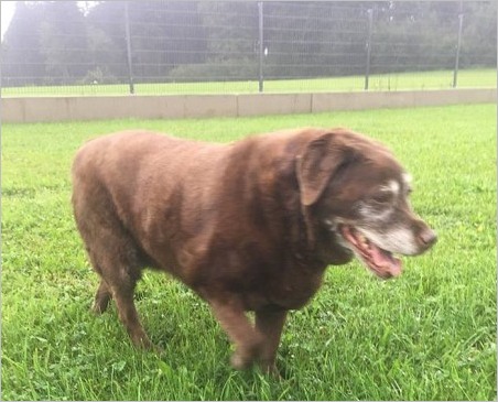 Hunde Senioren richtig ernähren