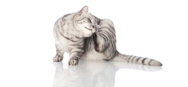 Katzenallergien