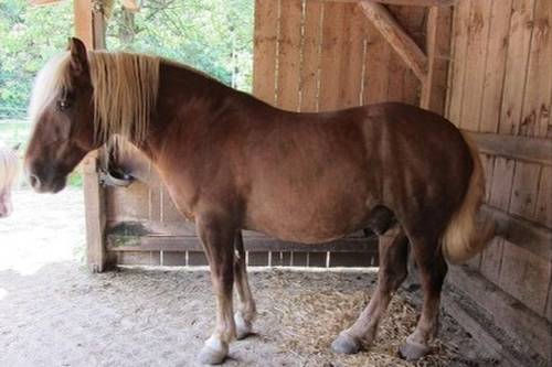 Dickes Pferd im Stall - Übergewicht verhindern