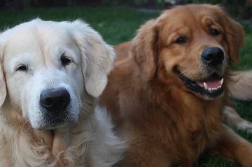 Die zwei Hunde von Jessica Gömmel - Hundeberatung Schwabach
