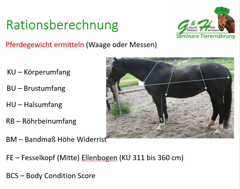 So misst du dein Pferd aus