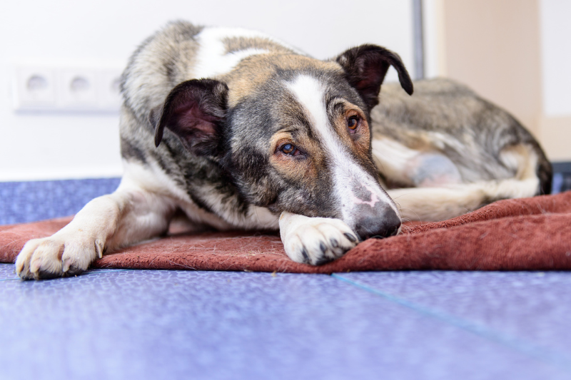 kranker Hund aus dem Tierschutz IBD