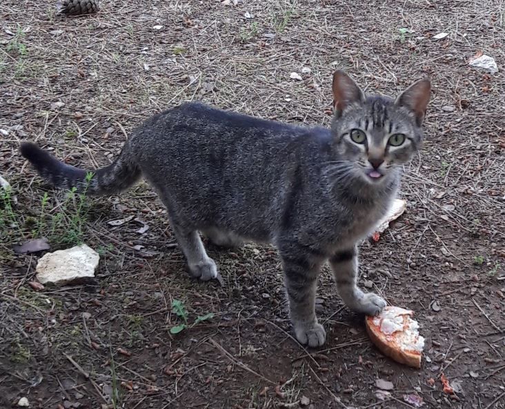 Streunerkatzen brauchen Hilfe und fressen hier sogar Pizza