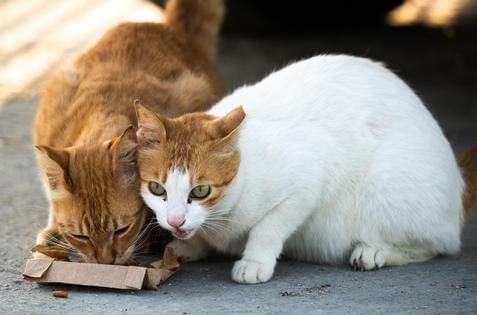 Fütterung von streunenden Katzen