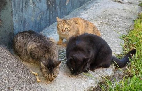 Streunerkatzen brauchen Hilfe