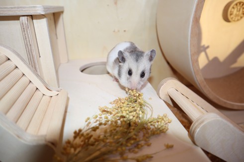 naturnahe Ernährung von Hamstern