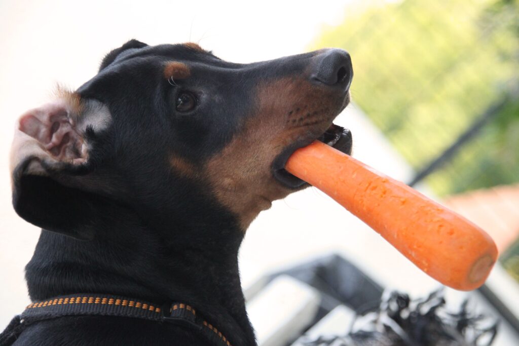 Hund mit Karotte im Fang